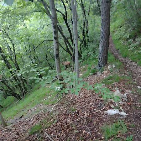 Island View アパート